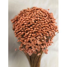 STAR FLOWERS Peach12" (BULK)